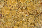 Composite Plate Of Agatized Ammonite Fossils #280969-1